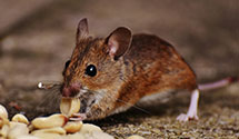 24 Hour & Emergency Exterminators in Los Ranchos De Albuquerque, NM